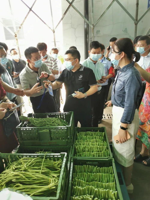 柳州农投集团构建豇豆质量溯源体系，筑牢农产品安全防线